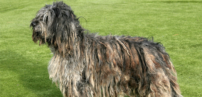 dreadlock sheepdog