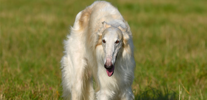 borzoi upclose