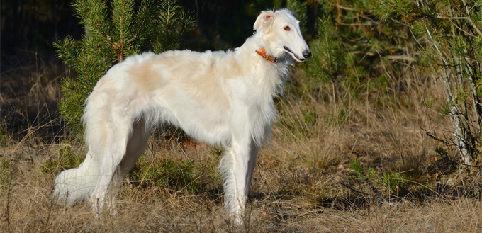 borzoi