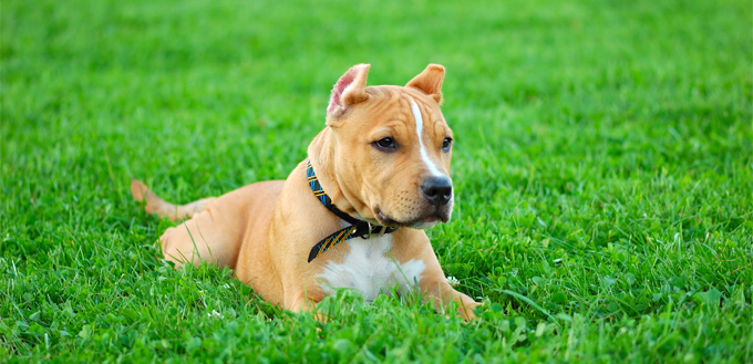 bull terrier puppy