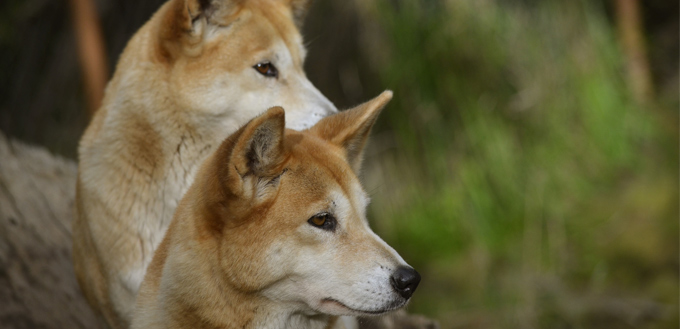 carolina dog