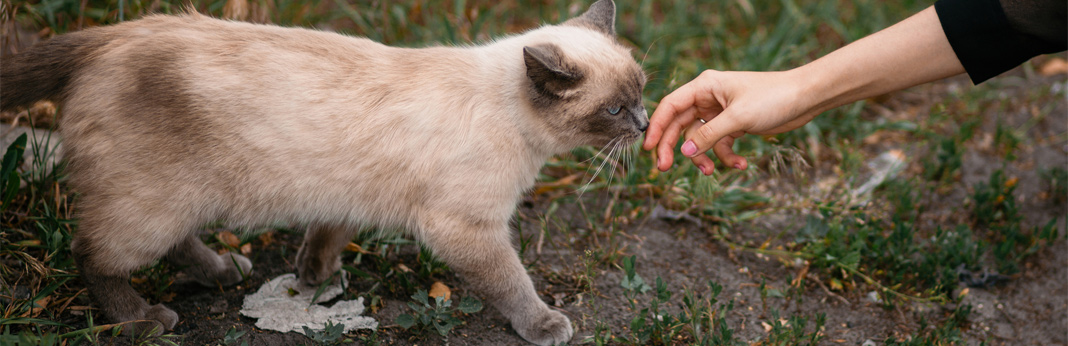 cat-adoption-checklist