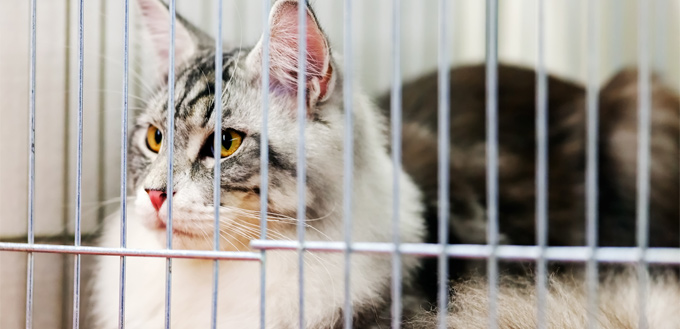 cat for an adoption in a shelter