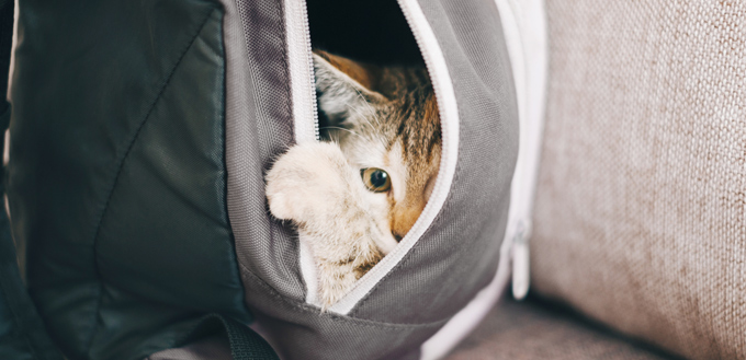 cat in a backpack