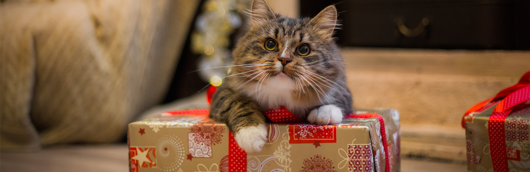 cat in a box