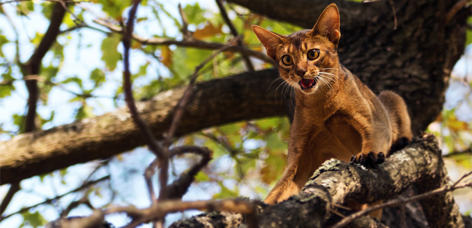 cat lost on the tree