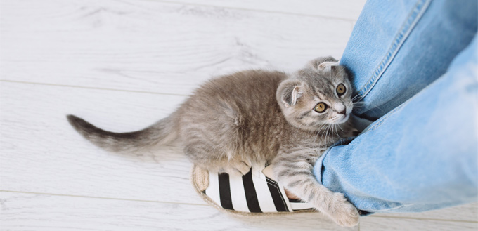 cat lying on a woman's feet