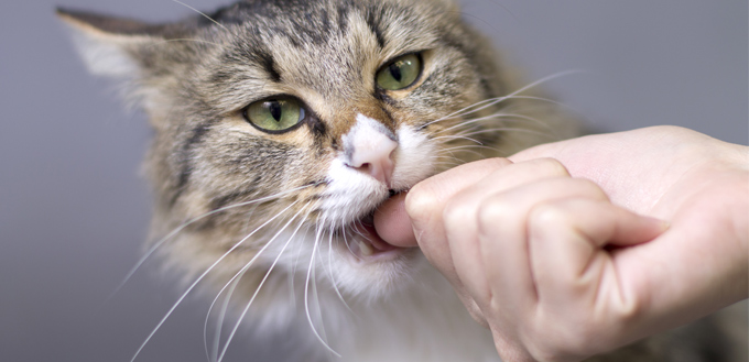 cat nursing behaviour