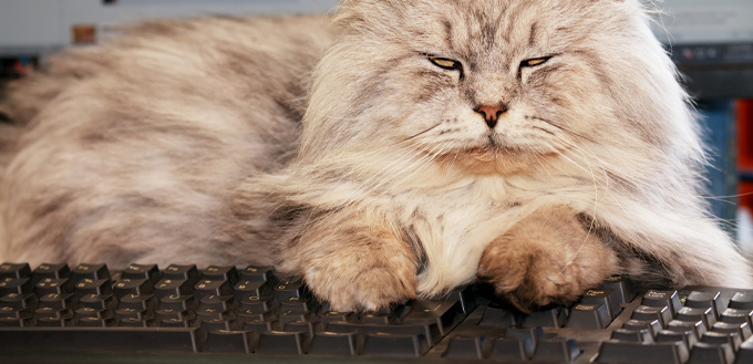 cat sitting on a computer keyboard