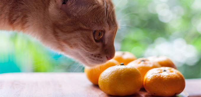cat smelling fruits