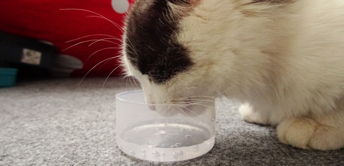 cat tasting and drinking water