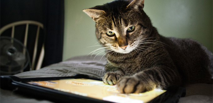 cat touching a tablet with its paw