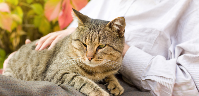 cat with dementia