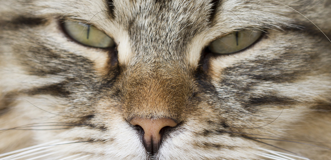 cat with green eyes