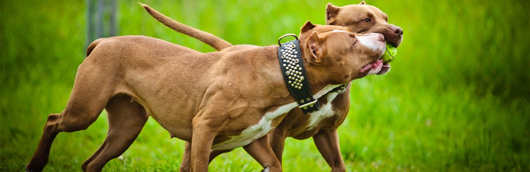 american pitbull female