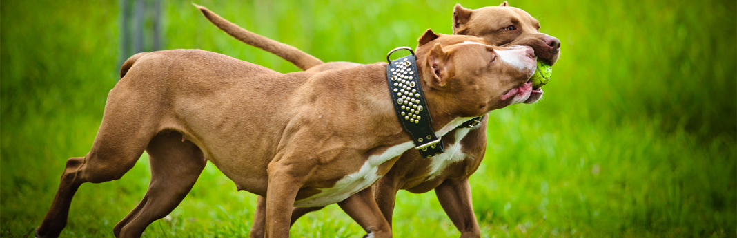 pitbull mating