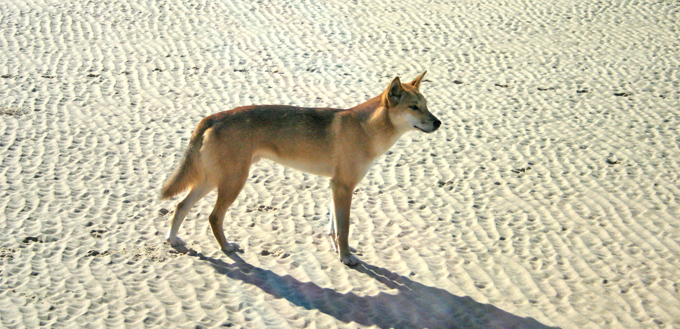 dingo