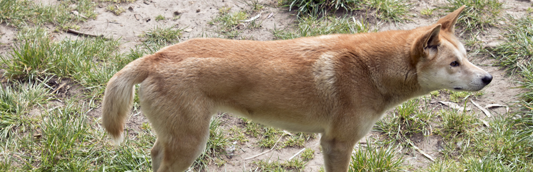 dixie dingo