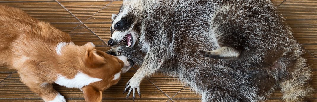 dog and a racoon