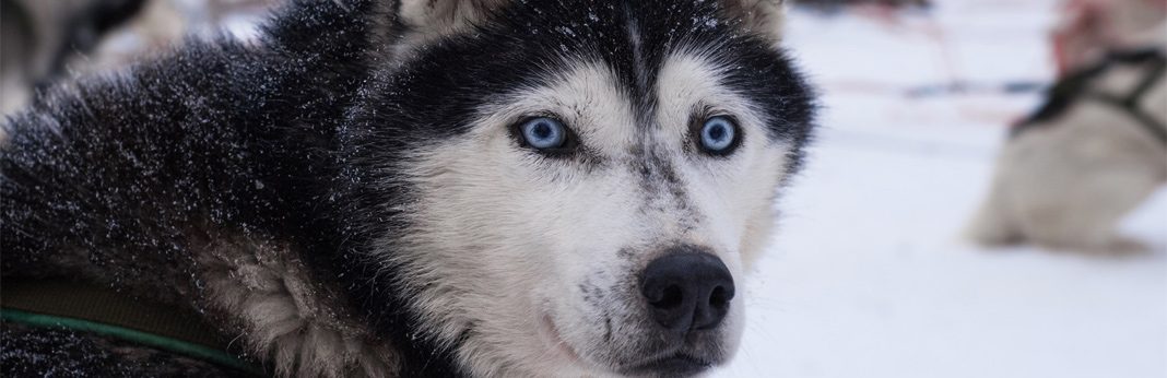 blue eye dog breeds