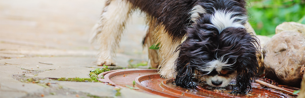 dog coughing when drinking water