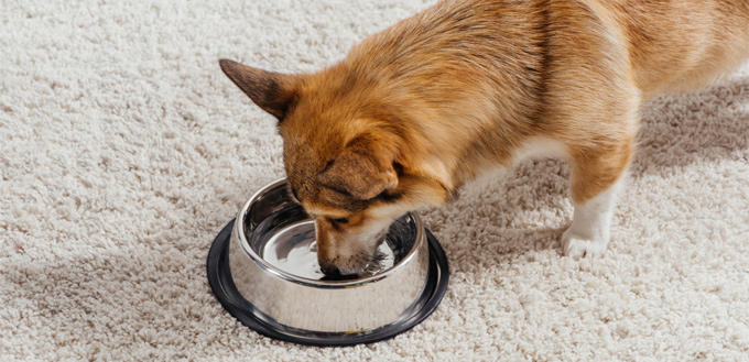 dog drinking water