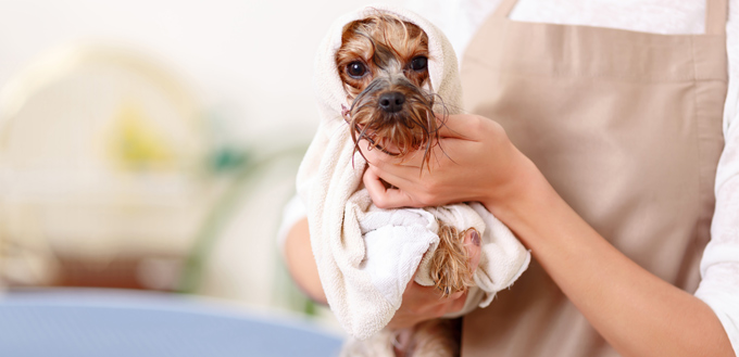 dog in a towel
