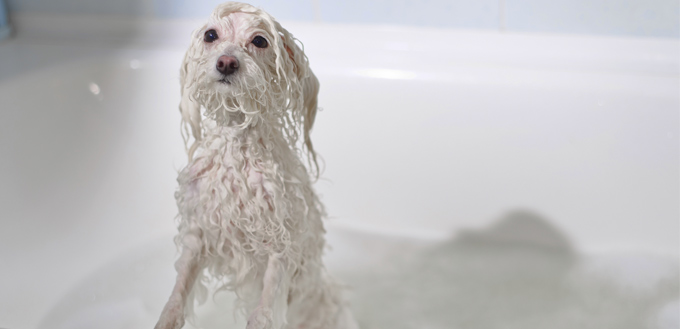 dog in a tub