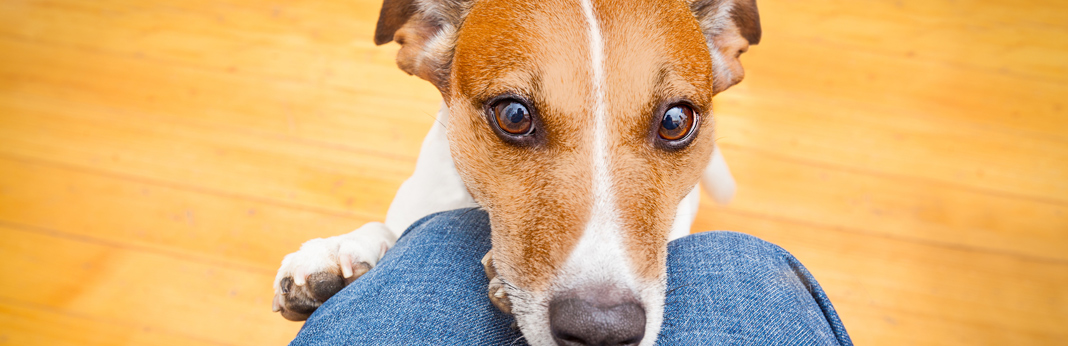 dog looking at its owner