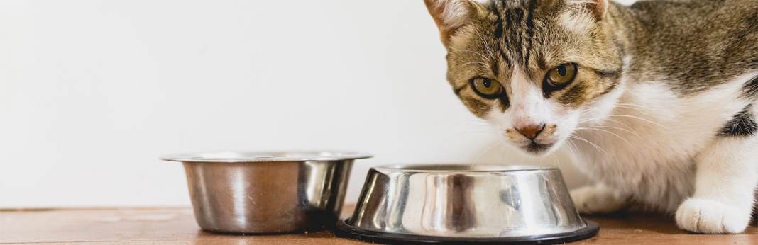 facts-about-your-cat’s-sense-of-taste