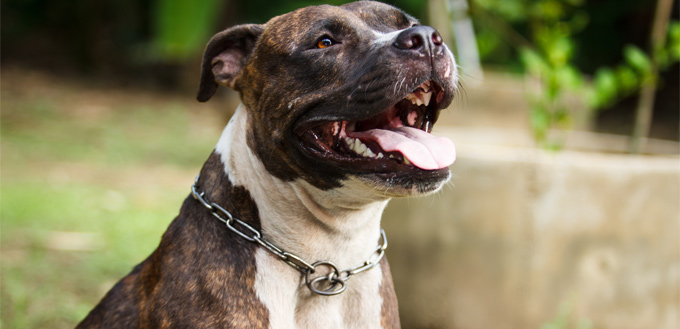 female pitbull terrier