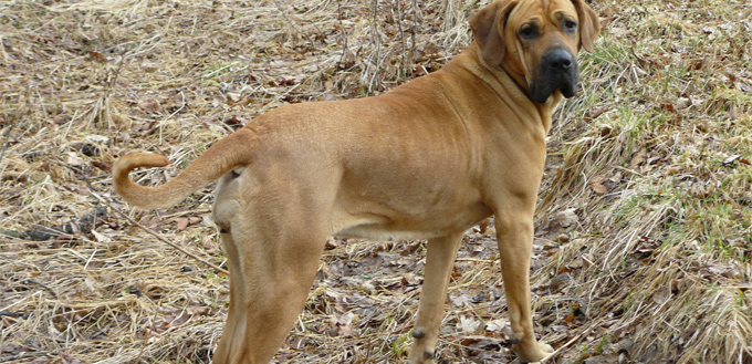 fila brasileiro dog breed