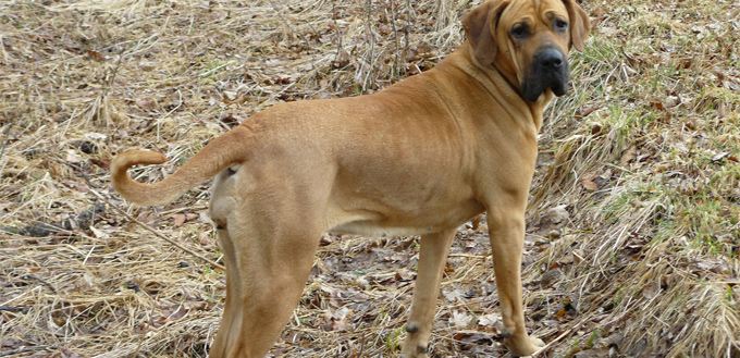 Fila Brasileiro: Breed Facts & Temperament