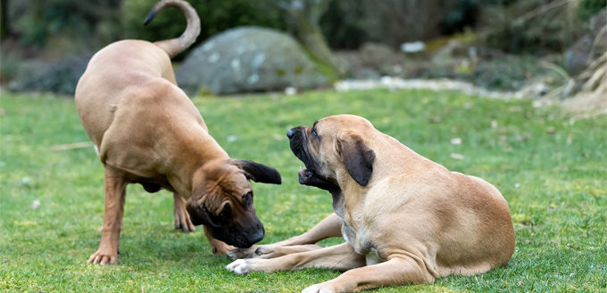 fila brasileiro dogs playing