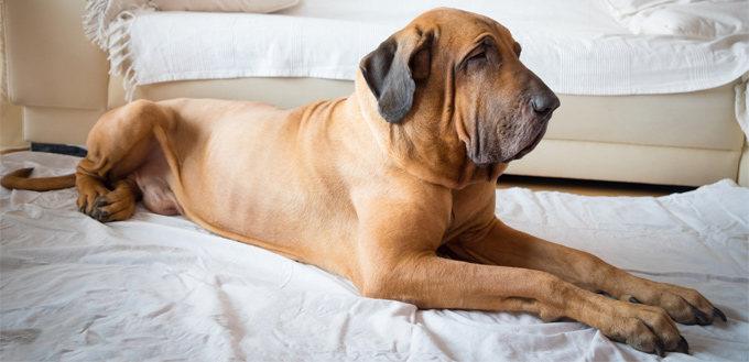 fila brasileiro lying on the floor