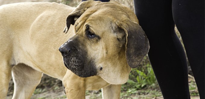 Fila Brasileiro Facts - Wisdom Panel™ Dog Breeds