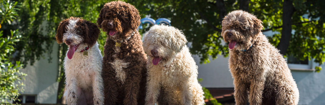 fluffy-dogs