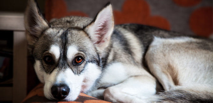 husky on the couch