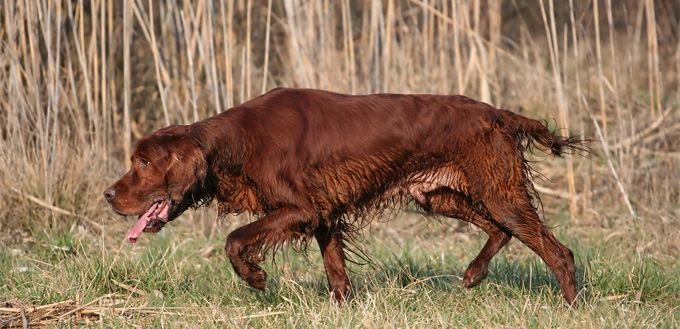 irish setter hunting