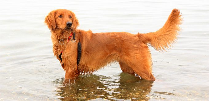 irish setter in the water