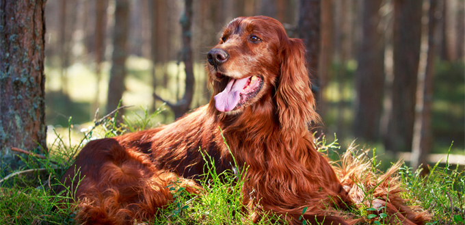 irish setter lying in the woods