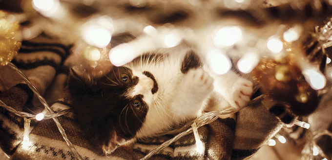 kitten playing with christmas lights