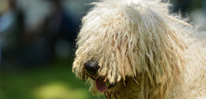 komondor