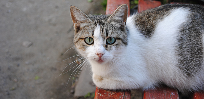 lost cat on the park bench