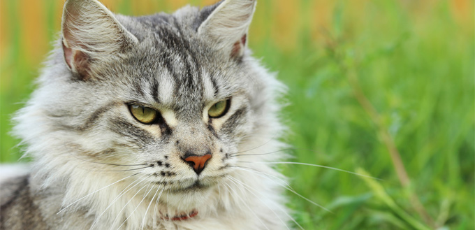 maine coon cat breed