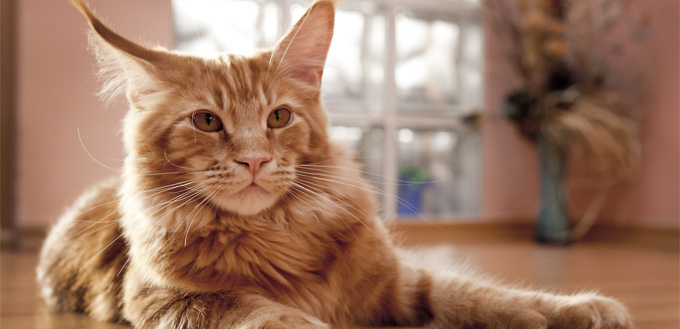 maine coon feline