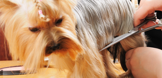 mobile groomer cutting a dog's hair