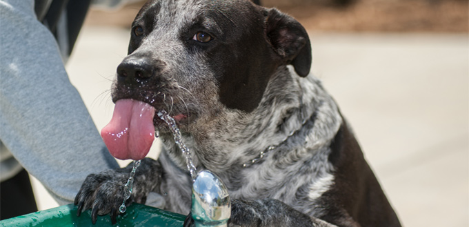 pooch drinking water