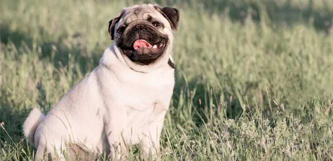 pug in the grass