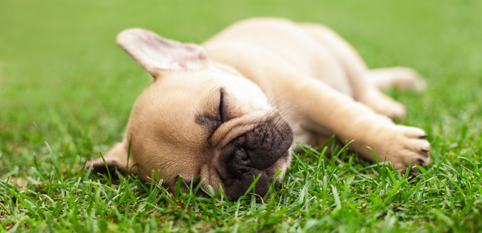 puppy having a bad dream